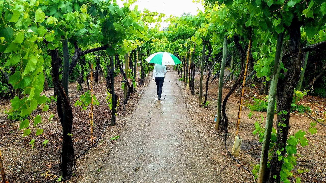 Mendoza: Cavas Wine&nbsp;Lodge